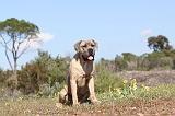 CANE CORSO 340